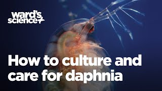 Caring and Culturing for Daphnia [upl. by Inalel]