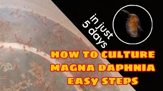 How to Culture Magna Daphnia Easily [upl. by Duquette802]