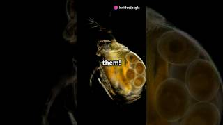 How to culture Daphnia for your Aquarium [upl. by Nysilla833]