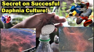 How to Culture Daphnia Successfully [upl. by Hcra]