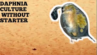 HOW TO CULTURE DAPHNIA NATURALLY WITHOUT A STARTER [upl. by Londoner]