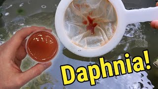 How I Culture Daphnia In Outdoor Tubs [upl. by Kcirddet]