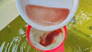 How to culture daphnia  Daphnia culture  How to grow daphnia outdoor [upl. by Nynahs963]