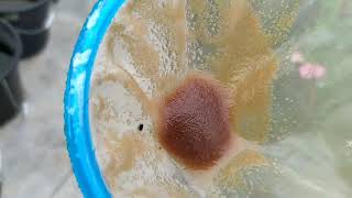 How to culture daphnia moina in a small container Part 1 English Subtitle [upl. by Olvan766]