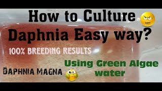 Daphnia MagnaHow to Culture Daphnia Easy wayCulturing Daphnia using Green water Daphnia [upl. by Husain]