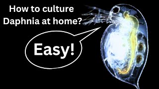 BEST Live Fish Food Beginner guide How to Culture Daphnia at home [upl. by Nathan]