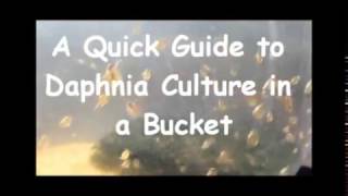 How to culture daphnia outside [upl. by Roseann504]