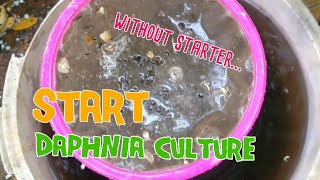 How to culture daphnia moina the easy way 1  Starting the Daphnia culture [upl. by Schlicher]