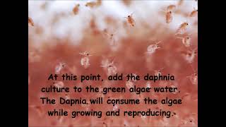 Daphnia  How to grow daphnia in your home [upl. by Rebecca]