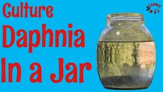 How to Culture Daphnia in a Jar [upl. by Adnirod405]