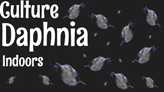 How to Culture Daphnia [upl. by Zzaj]