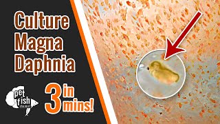 How to culture DAPHNIA MAGNA  The easy way [upl. by Orth957]