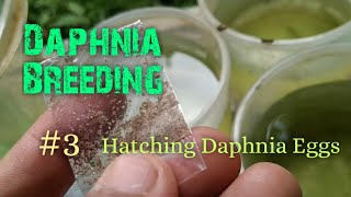 Daphnia Culture made simple and easy 3  Hatching Daphnia eggs [upl. by Doughty503]