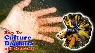 How to Culture Daphnia with ZERO Cost  Unlimited Live Food For Our Fish [upl. by Tanya799]