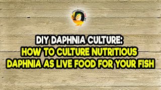 DIY Daphnia Culture How to Culture Nutritious Daphnia as Live Food for Your Fish [upl. by Magnien]