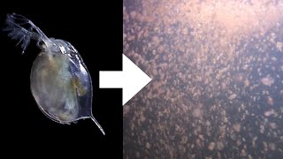 How I Culture Daphnia [upl. by Karwan]