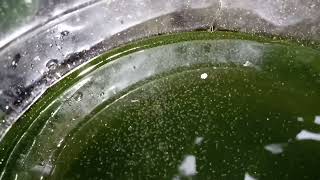 DAPHNIA MOINA CULTURE IN A SMALL BUCKET [upl. by Wallraff]