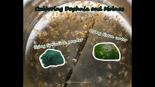 How To Culture Daphnia and Moinas using Green Water Spirulina powder [upl. by Oreves]