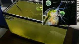 Raising Daphnia for the Freshwater Aquarium [upl. by Brannon359]