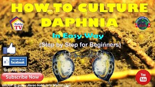 HOW TO CULTURE DAPHNIA In Easy Way [upl. by Lampert]